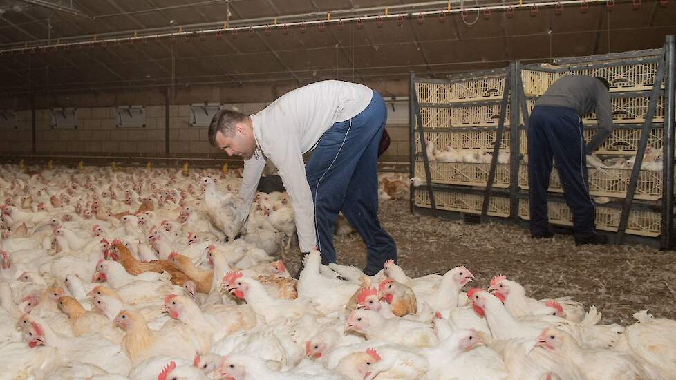 Tweede Kamerlid Caroline van der Plas van de BBB vraagt minister Schouten van Landbouw of ze er bekend mee is dat in heel Europa en in de hele wereld kippen aan poten worden opgetild tijdens het vangen.