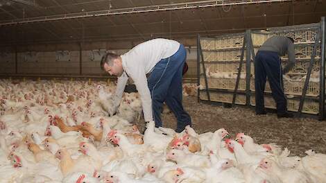 Tweede Kamerlid Caroline van der Plas van de BBB vraagt minister Schouten van Landbouw of ze er bekend mee is dat in heel Europa en in de hele wereld kippen aan poten worden opgetild tijdens het vangen.