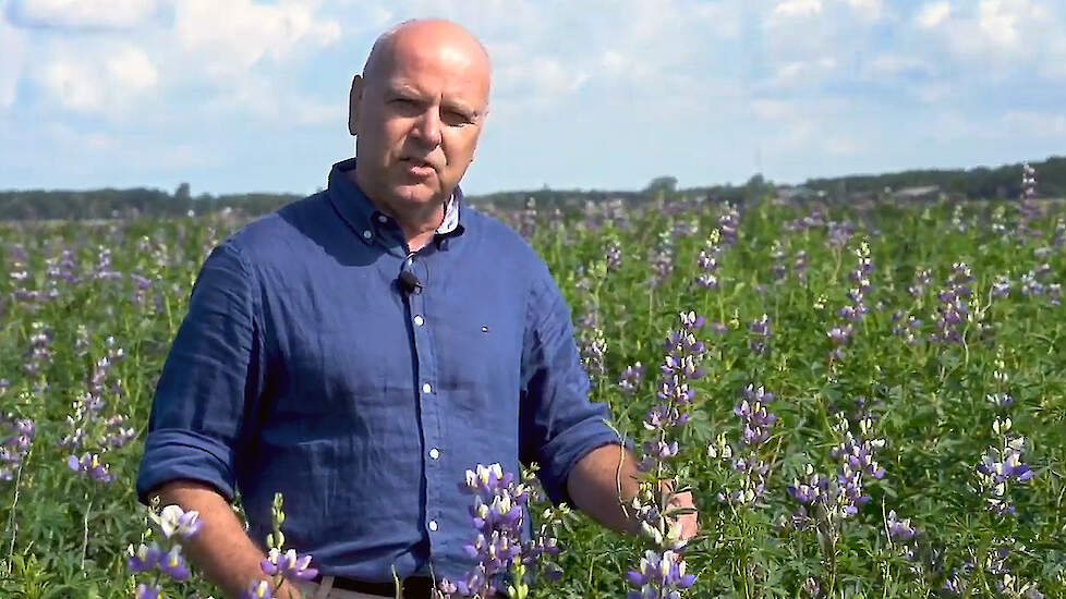 De Andes lupine is een duurzaam alternatief voor de sojaboon. Europa kan hiermee onafhankelijk worden van soja-import. Dat beweert Rob van Haren (foto), lector Circulaire Bioeconomie aan de Hanzehogeschool Groningen.