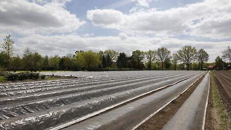 Aspergeteelt onder plastic.