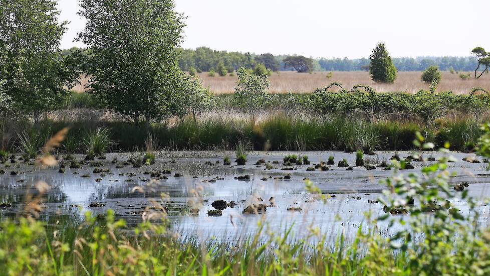 Een ven in het Wierdenseveld.