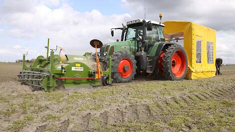 De hazenpopulatie stijgt in Schouwen-Duiveland mede door de spruitkoolteelt.