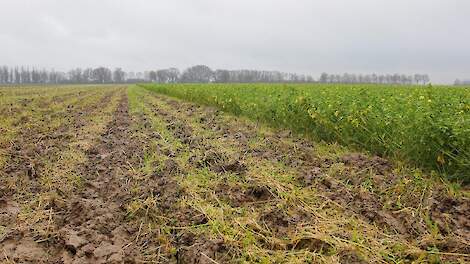Op ’t Hof denkt dat de opmars van niet-kerende grondbewerking (NKG) op het eiland een belangrijke bijdrage levert aan de groei van de hazenpopulatie.