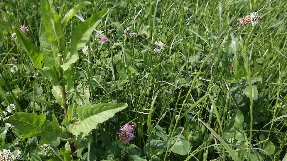 Kruidenrijk grasland wordt veel ingezet bij natuurinclusieve en biologische landbouw.