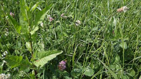 Kruidenrijk grasland wordt veel ingezet bij natuurinclusieve en biologische landbouw.