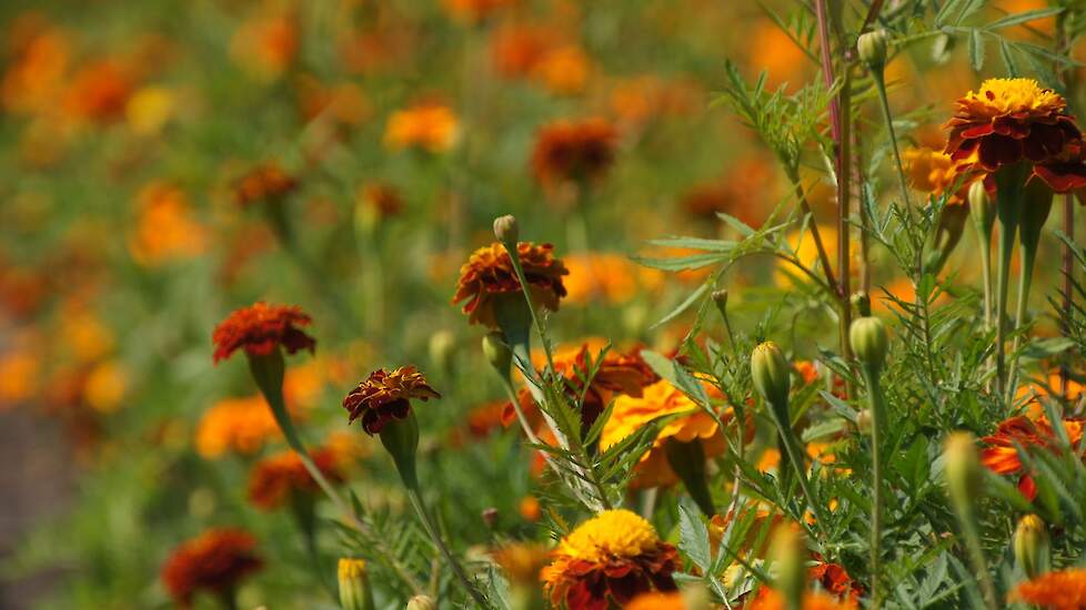 Afrikaantjes, Tagetes patula