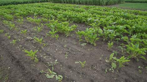 Uitval door plantparasitaire aaltjes in suikerbieten.