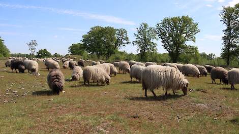 Drentse heideschapen op de hei