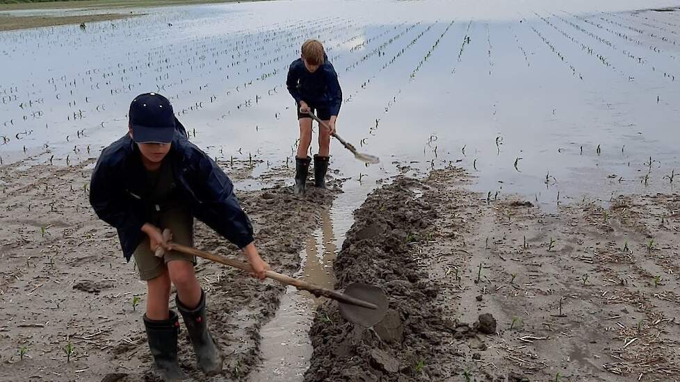 Greppels graven om Zeeuwse suikermaïs te redden.