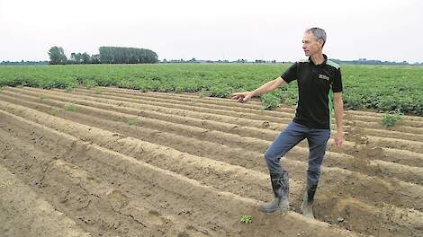 De lege plek in het aardappelperceel is het resultaat van de wateroverlast waar akkerbouwer Ben Minkhorst uit Hummelo in mei dit jaar mee kampte. De aardappelen zijn verzopen.