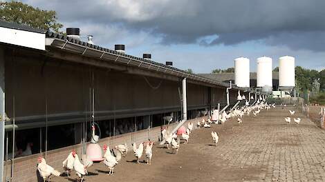 Biologische leghennen horen vrije uitloop te hebben.