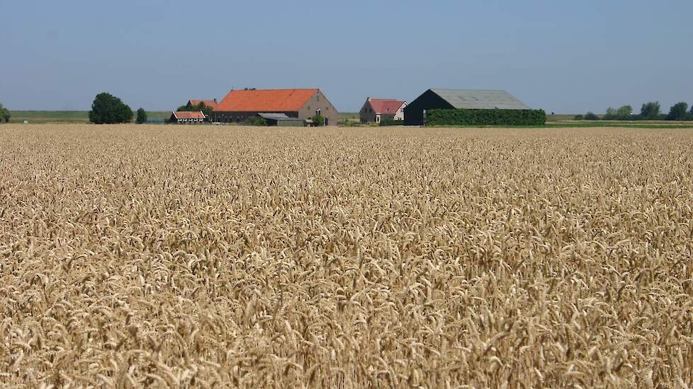 Graanteelt in Zeeland.