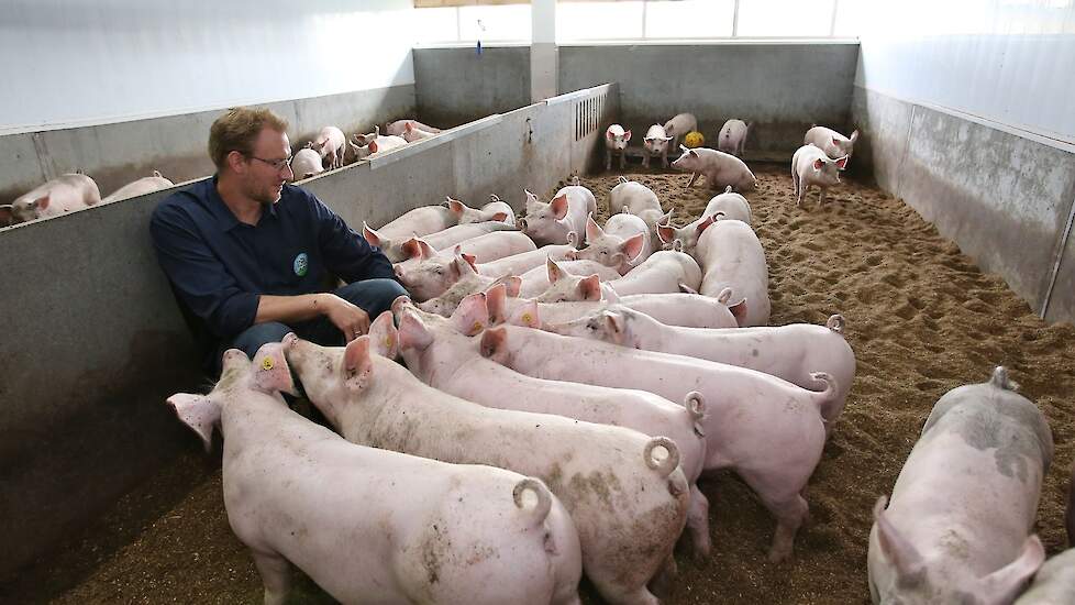 Christian van de Kamp tussen de wroetvarkens. „De varkens op stro sprak ons aan. Je loopt nu trots door de stal omdat je ziet dat de varkens met een krulstaart het fijn hebben.”