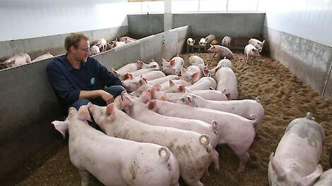 Christian van de Kamp tussen de wroetvarkens. „De varkens op stro sprak ons aan. Je loopt nu trots door de stal omdat je ziet dat de varkens met een krulstaart het fijn hebben.”