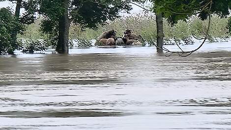 Dieren in nood in een natuurgebied langs de Maas bij Maashees-Boxmeer.