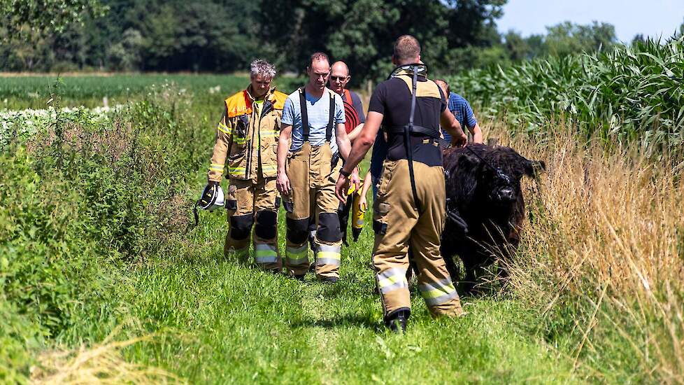 Brandweermannen brengen de Gallowaykoe in veiligheid.