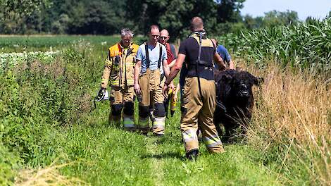 Brandweermannen brengen de Gallowaykoe in veiligheid.