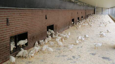 Begin dit jaar werd Coccidiose door Eimeria necatrix en Eimeria brunetti vastgesteld bij trager groeiende vleeskuikens. Beeld ter illustratie.