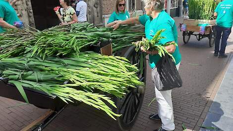 Foto van vorig jaar, gladiolenactie in de binnenstad van Nijmegen (GD).