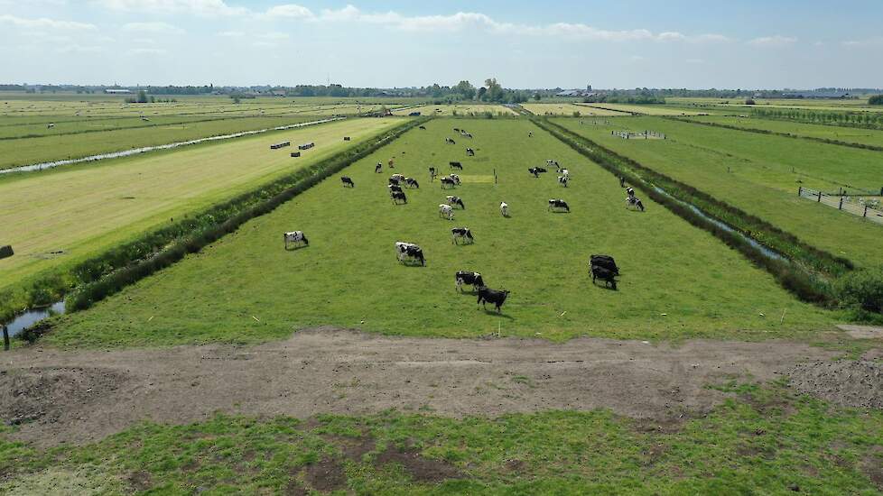 Weidende koeien op de Hoogwaterboerderij.