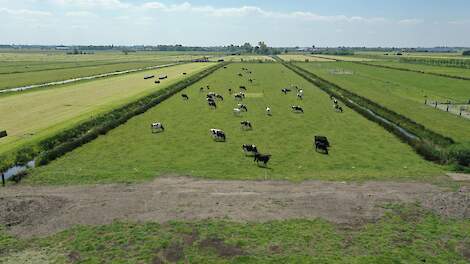 Weidende koeien op de Hoogwaterboerderij.