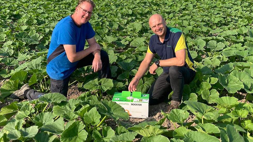 Pompoenteler Dennis de Weerd en Gerard de Pee (Agrifirm)