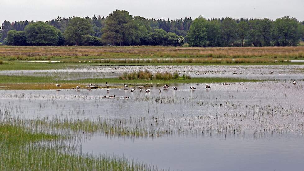 Natuurgebied in Drenthe.