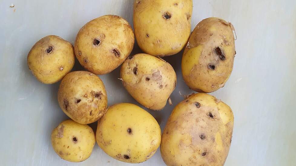 Ritnaalden in aardappelen.