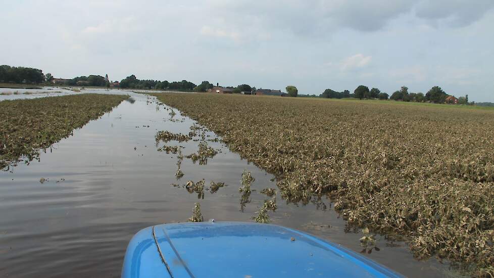 Ondergelopen aardappelveld in Limburg.