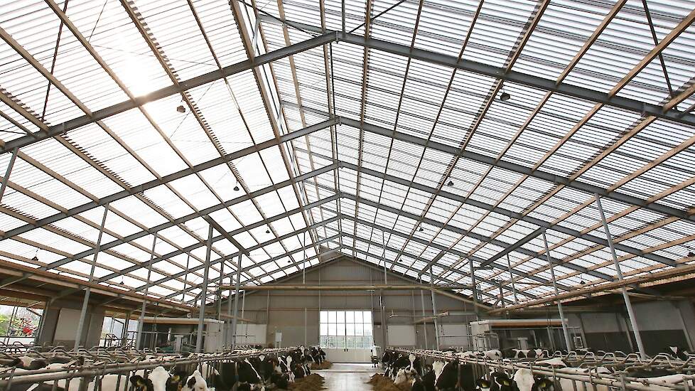 De laatste jaren zijn er verschillende stallen gebouwd met lichtdoorlatende dakplaten die de zonnestralingswarmte reflecteren en daarmee de warmte buiten houden.