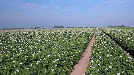 Aardappelen in bloei en aanpak Alternaria