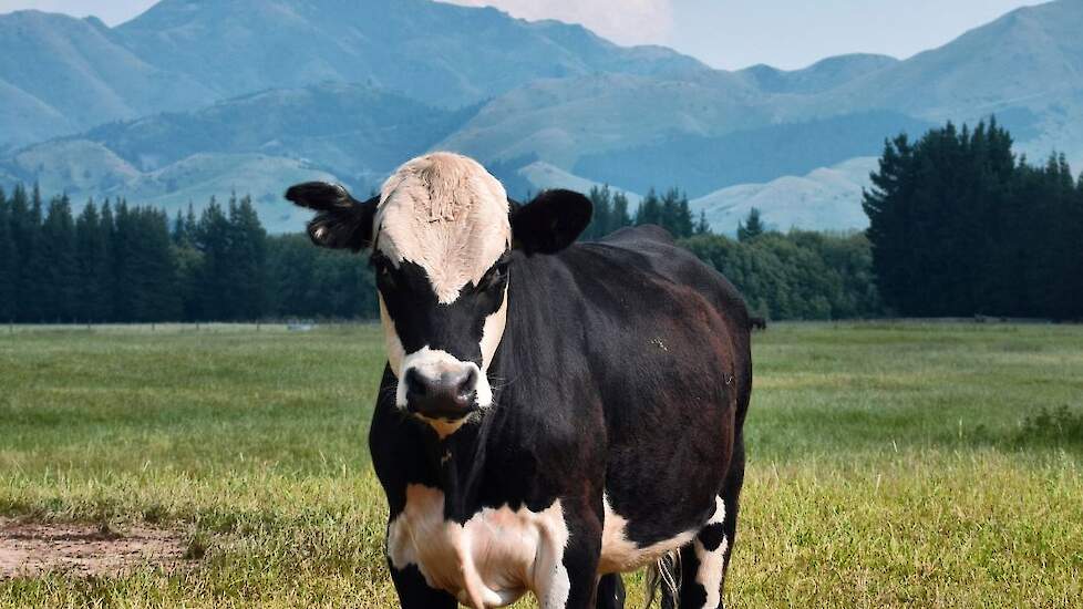 Koe in Nieuw-Zeeland.