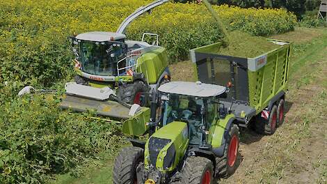 In Duitsland staat er inmiddels 8000 tot 9000 hectare van dit gewas.