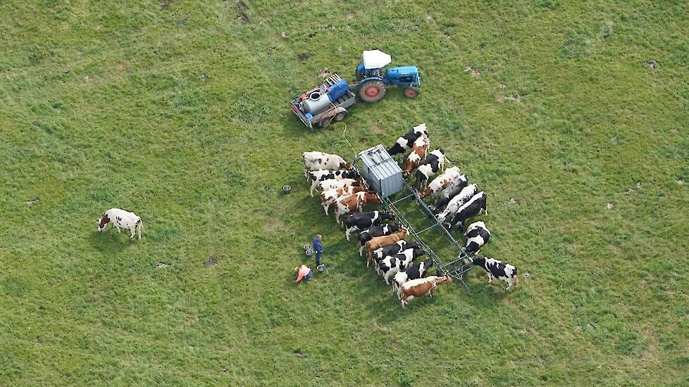 Henk Bijmolt melkt de koeien in de wei, met hulp van cliënten van de dagbesteding.