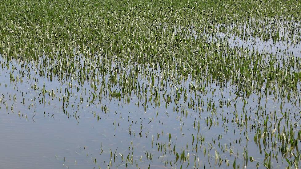 In Limburg zijn sommige maïspercelen door de overstromingen helemaal onder gelopen. SecureFeed adviseert (pluim)veehouders waakzaam te zijn bij het gebruik van voergrondstoffen uit door overstromingen getroffen gebieden omdat deze mogelijk vervuild zijn d