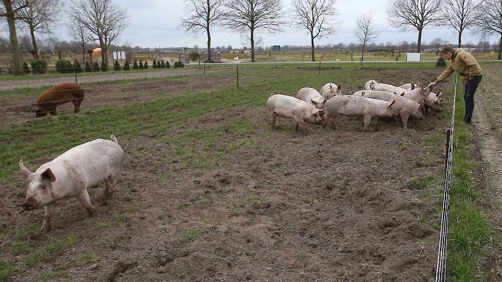 Cas tussen zijn weidevarkens. Foto is genomen in maart 2021.