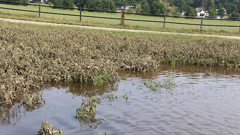 Door de overstromingen is een deel van de aardappeloogst verloren.