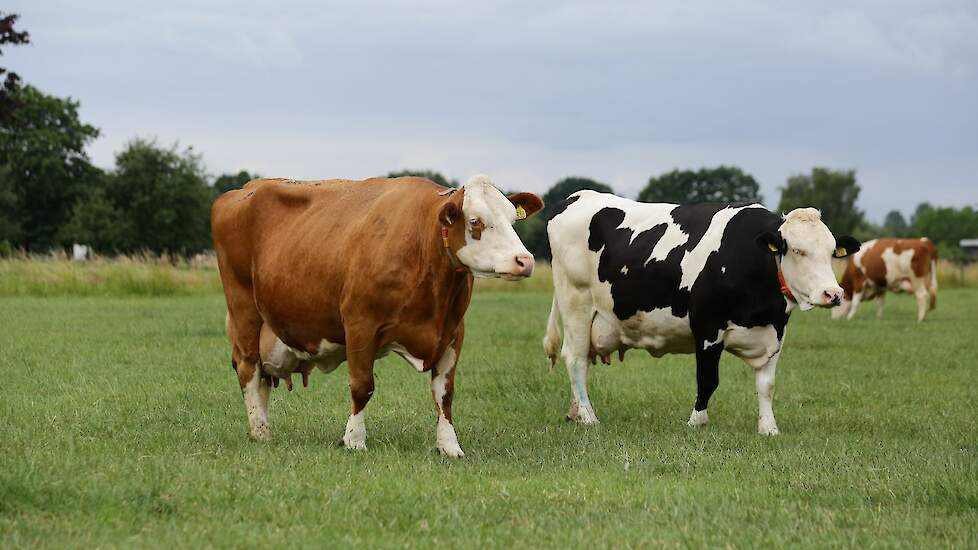 Dieren van robuustere rassen zoals Fleckvieh kunnen zwaarder wegen dan een gemiddelde Holsteinkoe.