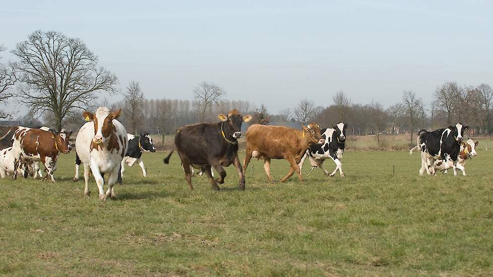 Afbeelding ter illustratie, dit zijn niet de koeien van Hoeve Ackerdijk.