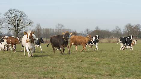 Afbeelding ter illustratie, dit zijn niet de koeien van Hoeve Ackerdijk.