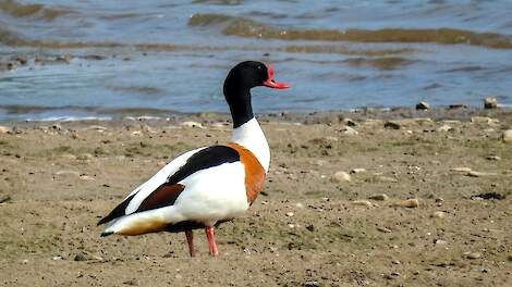 De bergeend is een halfgans, een eendachtige watervogel die qua formaat tussen een gans en een eend in zit.