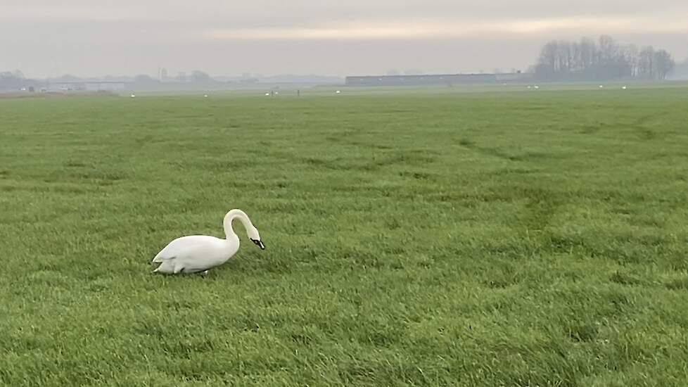 Zwaan met draainek als gevolg van vogelgriep.