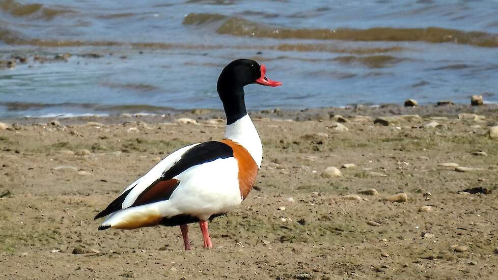 De bergeend is een halfgans, een eendachtige watervogel die qua formaat tussen een gans en een eend in zit. Beeld: Wikipedia