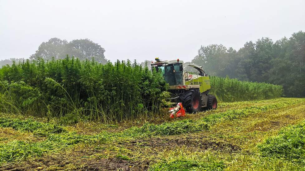 GreenInclusive oogstte dit seizoen zo'n 70 hectare vezelhennep op verschillende locaties in Friesland.