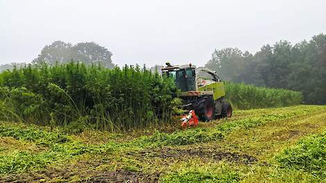 GreenInclusive oogstte dit seizoen zo'n 70 hectare vezelhennep op verschillende locaties in Friesland.