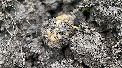 Ritnaalden in aardappelen