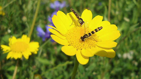 Bloemrijke akkerranden geven minder druk van plaagdieren als bladluizen en tripsen. Akkerbouwer Lont zegt al twee jaar geen insecticiden gebruikt te hebben
