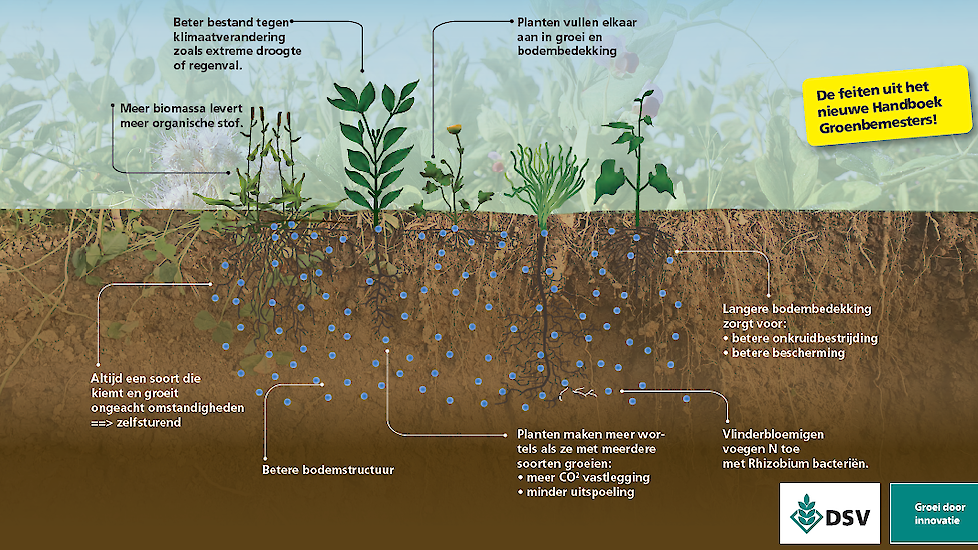 De voordelen van een groenbemester duidelijk weergegeven in deze infographic