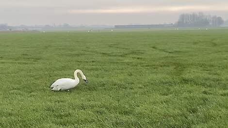 Zwaan met draainek als gevolg van vogelgriep