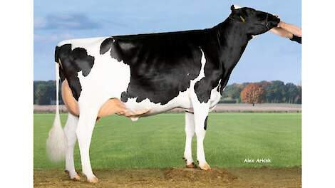 Een van de dieren die onder de hamer komen: Hedra Liza 904 VG-87, VG-87 uier.